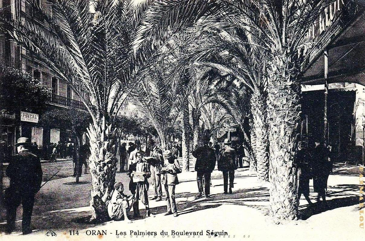 Oran - Boulevard Seguin - Les Palmiers.jpg
